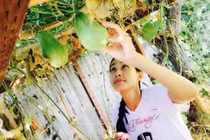 Vườn rau trái xum xuê của Dương Mỹ Linh trên đất Mỹ