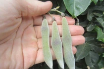 Thần dược quý hơn nhân sâm chỉ dùng để tiến Vua