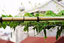 Cách trồng mướp Nhật lên giàn siêu đẹp 