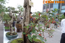 Bonsai ăn quả siêu độc lạ hút mắt dân Hà Nội 