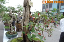 Bonsai ăn quả siêu độc lạ hút mắt dân Hà Nội 
