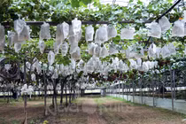 Nho mẫu đơn bạc triệu đang "sốt xình xịch" có gì đặc biệt?