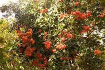 Đã mắt ngắm vựa trái cây lớn nhất miền Tây Nam Bộ 