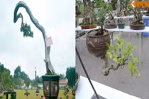 Ngắm siêu cây cảnh có thế dị thường nhất Việt Nam