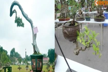 Ngắm siêu cây cảnh có thế dị thường nhất Việt Nam