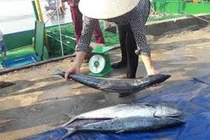 Cận cảnh đàn cá thu hơn hai tấn mắc lưới ngư dân Hà Tĩnh