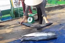 Cận cảnh đàn cá thu hơn hai tấn mắc lưới ngư dân Hà Tĩnh