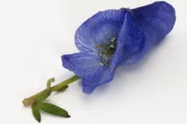 “Điểm mặt” những loài cây độc nhất trên thế giới 