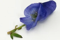 “Điểm mặt” những loài cây độc nhất trên thế giới 