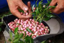 Kiếm bộn tiền từ việc vào rừng hái “lộc trời”