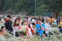 Cảnh tượng đồng cúc họa mi hà nội nghẹt thở khách thăm