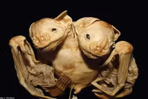 Phát hiện xác dơi 2 đầu ai nhìn cũng đứng hình