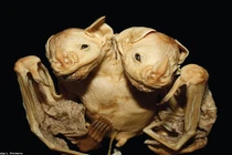 Phát hiện xác dơi 2 đầu ai nhìn cũng đứng hình