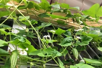 Đã mắt vườn rau ban công mini ăn không xuể của người Việt 