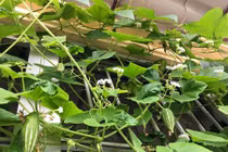 Đã mắt vườn rau ban công mini ăn không xuể của người Việt 