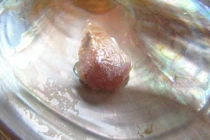 Sửng sốt những vụ tình cờ nhặt được ngọc quý tiền tỷ