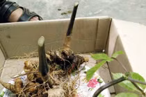 Cận cảnh sâm ngọc linh trăm tuổi của đại gia Việt