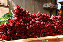 Giá hoa 8/3 sắp tăng sốc 