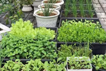 Mảnh đất 100m2 phủ xanh rau quả sạch của mẹ đảm