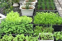 Mảnh đất 100m2 phủ xanh rau quả sạch của mẹ đảm