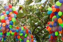 Những giống nho đắt đỏ màu sắc dị nhất thế giới 