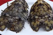 Cận cảnh loài tôm siêu đắt đỏ, hút khách đại gia ở Lý Sơn