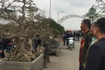 Mãn nhãn dàn cây cảnh thế độc đọ dáng ở Hà Nội