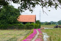 Đẹp ngỡ ngàng đường quê rực rỡ trong sắc hoa mười giờ