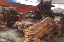 Ảnh: Bộ bàn ghế gỗ lũa hàng khủng giá tiền tỷ không bán