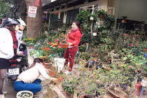 Phố cây cảnh nổi tiếng Hà Nội bung hàng đón Tết