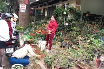 Phố cây cảnh nổi tiếng Hà Nội bung hàng đón Tết