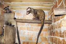 Nuôi chồn hương xấu xí để thu lợi khủng