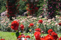 "Lạc trôi" giữa công viên hoa hồng lớn nhất thế giới