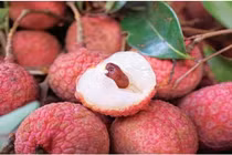 50 năm chưa từng có: Mất trắng gần 100% vải thiều