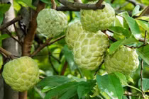 Ảnh: Mướt mắt vườn na ở Bắc Giang vào mùa thu hoạch