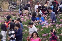 Vườn đào Nhật Tân hốt bạc dịp cận Tết Nguyên đán