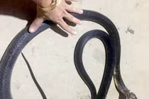 Video: Kinh hãi rắn hổ mang bò vào nhà cắn cɦết chó Pitbull nặng 60kg