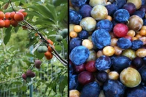 Dị thường cây cho ra 40 loại quả khác nhau