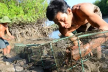 Mưu sinh bằng nghề bẫy bạch tuộc trong rừng ngập mặn 