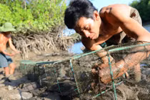 Mưu sinh bằng nghề bẫy bạch tuộc trong rừng ngập mặn 