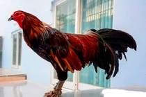 Cận cảnh gà vảy rồng giá chục triệu đồng ở Việt Nam