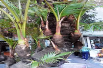 Cận cảnh dừa 38 ngọn độc lạ mọc giữa quán cà phê Cần Thơ 