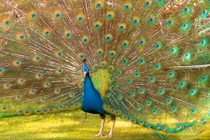 Đại gia Việt mê mẩn công ngũ sắc giá đắt đỏ 