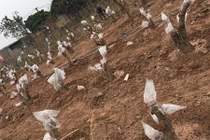 Vườn đào Nhật Tân thế nào sau Tết Nguyên đán?