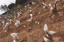 Vườn đào Nhật Tân thế nào sau Tết Nguyên đán?