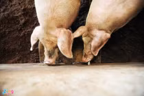 Thảm cảnh 1 kg heo hơi chỉ bằng 4 cốc trà đá