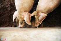 Thảm cảnh 1 kg heo hơi chỉ bằng 4 cốc trà đá