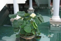 Nhà rực rỡ, chuẩn phong thủy với những hồ sen mini tuyệt đẹp