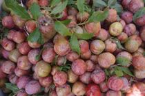 Mẹo hay giúp phân biệt mận Trung Quốc và mận Việt Nam 