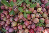 Mẹo hay giúp phân biệt mận Trung Quốc và mận Việt Nam 